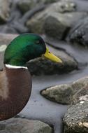 green head and yellow beak of mallard drake close up