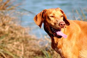 ginger dog with tongue hanging out by the lake