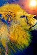 image of a colorful lion head