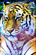 Beautiful digital portrait of the colorful, striped tiger