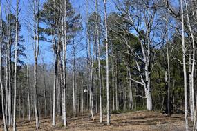 Forest Baron Trees