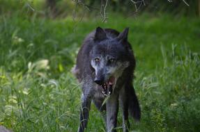 gray wolf with open mouth on a green field