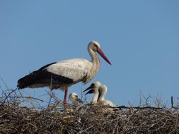 a family of storks in a nest high above the ground