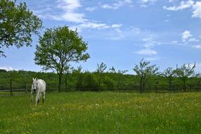 white horse is running in green spring pasture