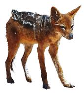 jackal children watercolor drawing