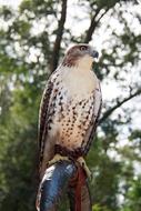 Hawk Red-Tailed
