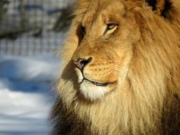 perfect Lion Mane