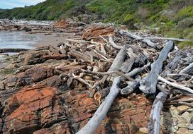 Driftwood Tasmania Ocean