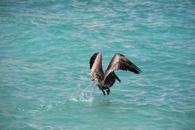 perfect Water Bird Pelikan