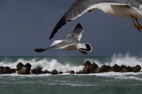 Beautiful white, grey and black seagull birds flying over the water