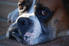perfect Animals Dog