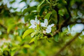 Spring Flower Apple