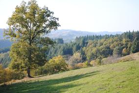 Tree Meadows