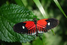 black and red Butterfly in Garden