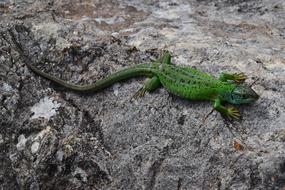 Lizard Golden Sun
