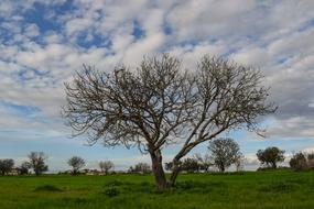 Tree Meadow Landscape