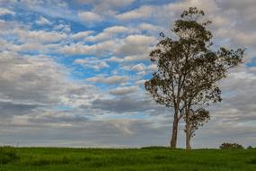 Tree Meadow Landscape