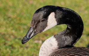 duck with black and white color