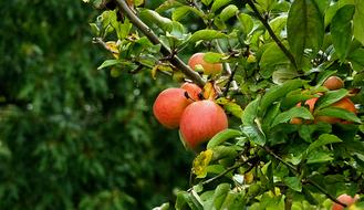 Sweet wholesome apples on a branch