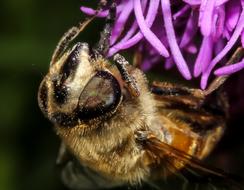 fabulous Bee Insect macro
