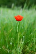 Papaver Red Poppy