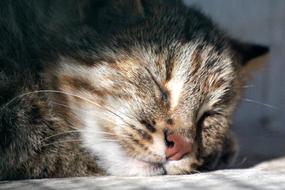 Amur Leopard Cat Prionailurus