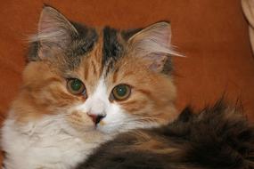 Cat Pet Domestic