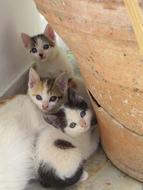 Cat Baby Young