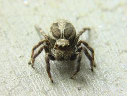 macro photo of a jumping spider