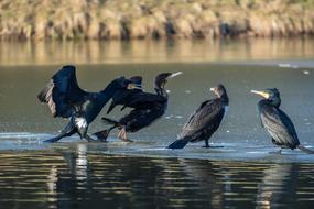 goodly Cormorant Water Bird