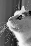monochrome photo portrait of a domestic cat