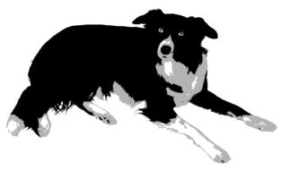 border collie as a drawing
