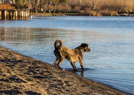 fluffy dog by the lake