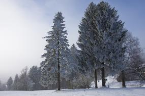 Frozen Wintry trees