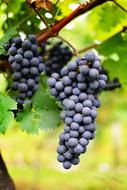 sweet grapes on a branch