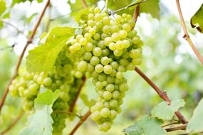 Wine Vineyard macro blur nature
