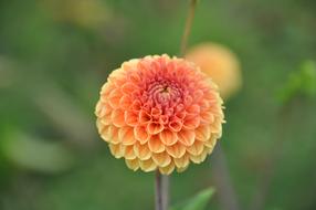 Dahlia Garden