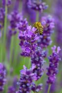 Lavender Bee Nature