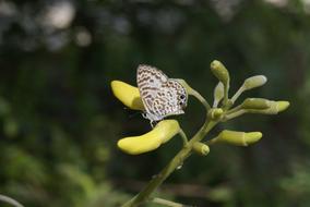 Butterfly Fly