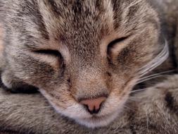 amazingly beautiful face Kitten