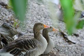 fabulous two birds