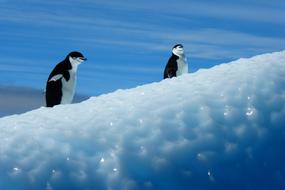 Penguin Antarctica Birds