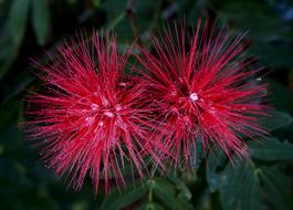 Calliandra