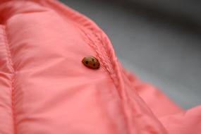 Ladybug pink Jacket