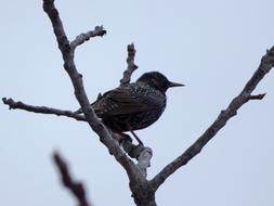 goodly Bird Starling Branch