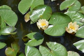 Lotus Kite Flowers in Pond