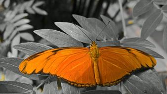 beautiful colorful butterfly on flowers