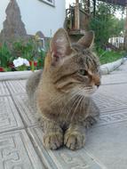 goodly Cat Vacation