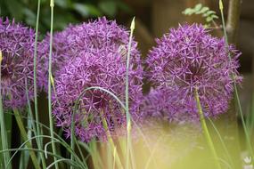 Alliums Flower Purple