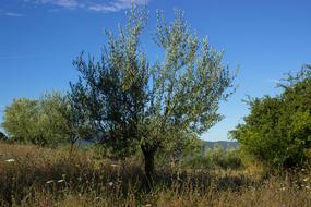 Olive Tree Olives Agriculture